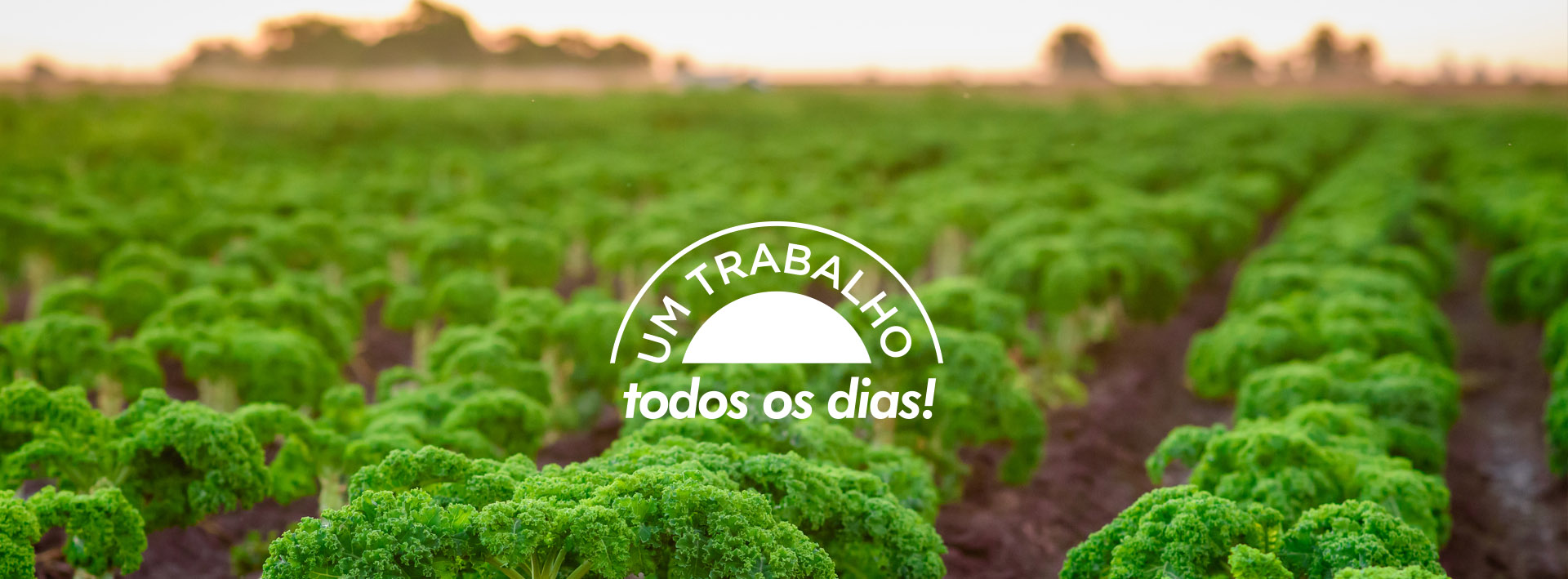 vagnoni productos kale y espinaca deshidratado en escala scudo